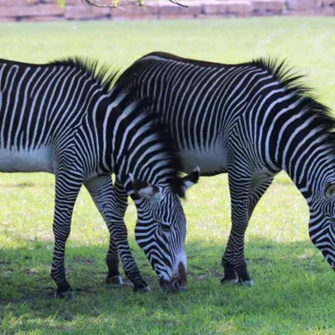 Sunny Zebra (2)