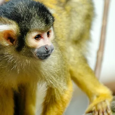 Bolivian Squirrel Monkey (6)