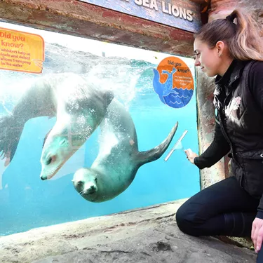 Chessington World of Adventures Resort prepares to reopen - Zoo Keeper cleans window at Sea Lion Bay