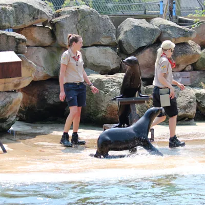 Sealion3