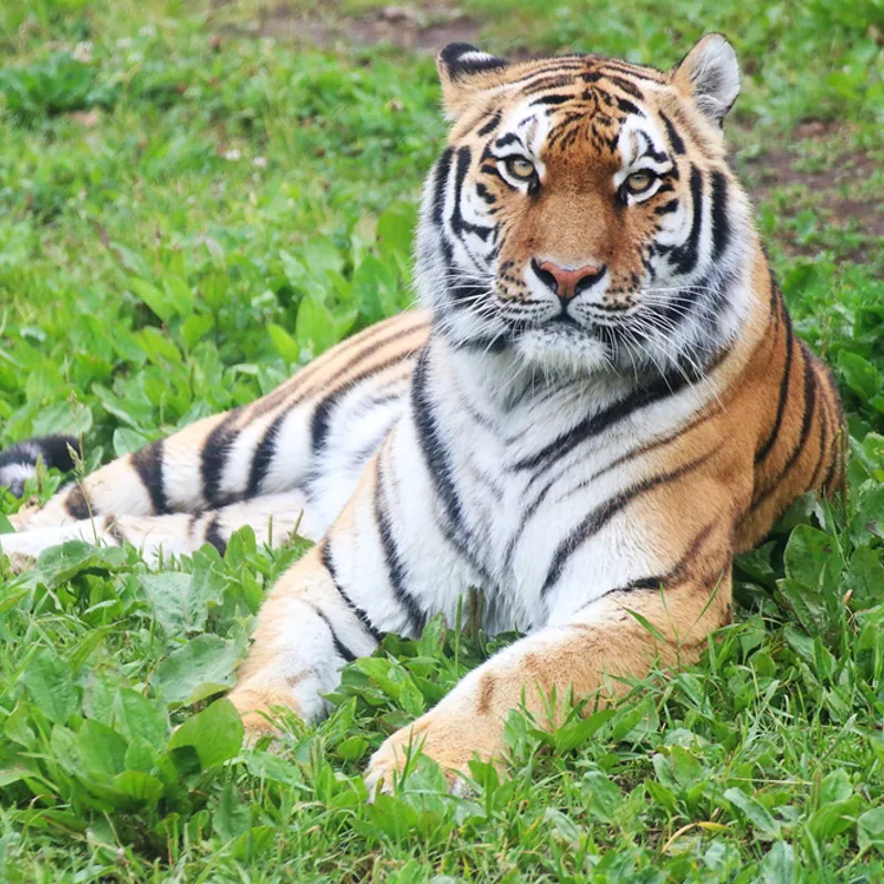 Explore The Theme Park Zoo Chessington World Of Adventures explore-the-theme-park-zoo-chessington-world-of-adventures