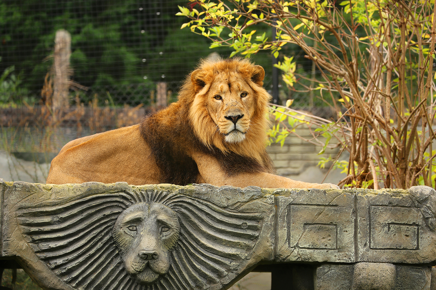 Kamal Asiatic Lion at Chessington Zoo
