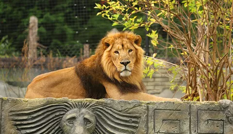 Kamal Asiatic Lion at Chessington Zoo