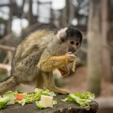 Bolivian Squirrel Monkey (1) (1)