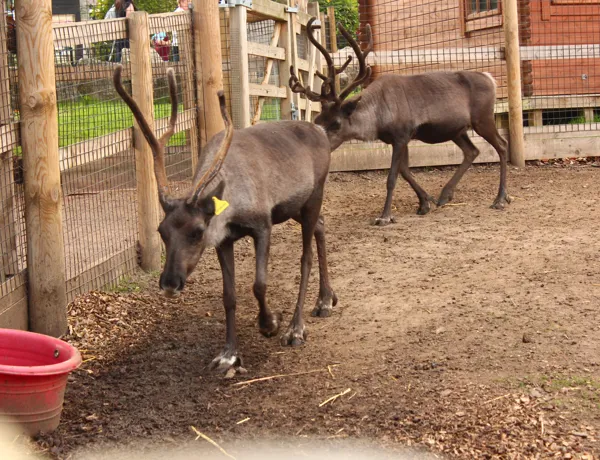 Zoo SEA LIFE Aquarium Attraction Chessington Surrey zoo-sea-life-aquarium-attraction-chessington-surrey