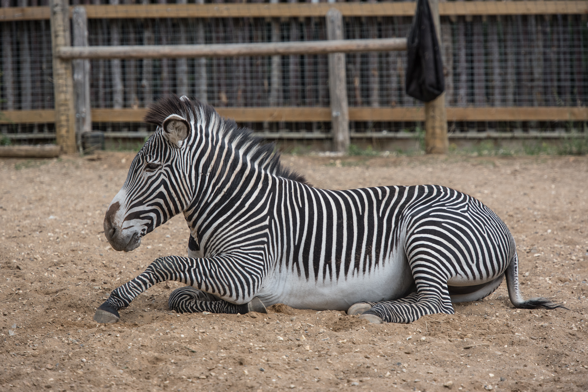 Zebra Quaid