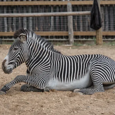 Zebra Quaid