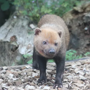 Bush Dog Bandit