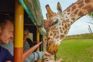 Chessington Zoo VIP Animal Experiences