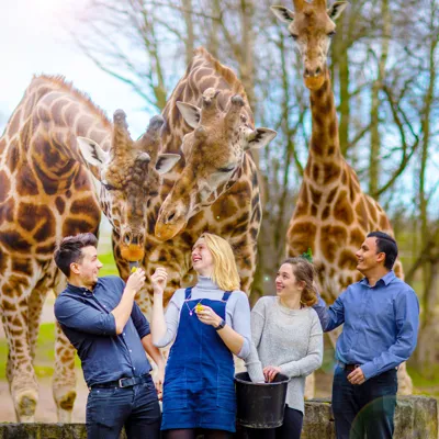 Giraffe 1 Edit Cropped