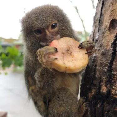 Pygmy Marmoset 4