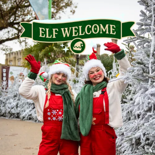 Elf Welcome