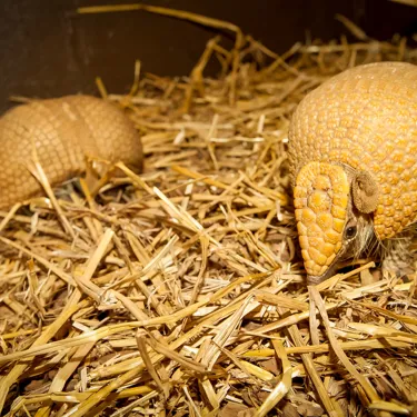 Flo And Tank (Armadillo)