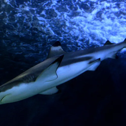 Black Tipped Reef Shark