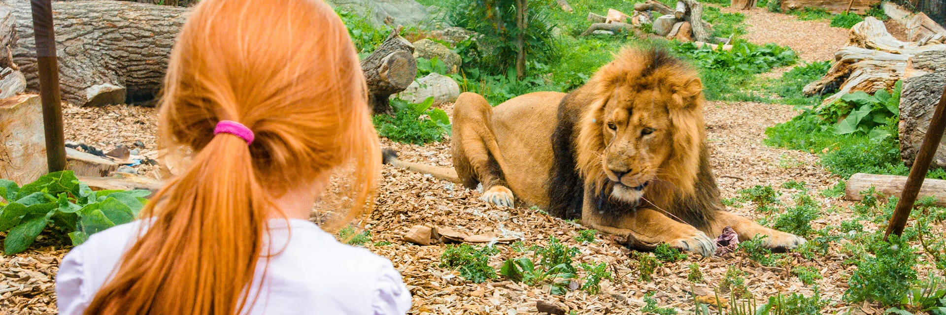 Zootastic Sleepovers at Chessington