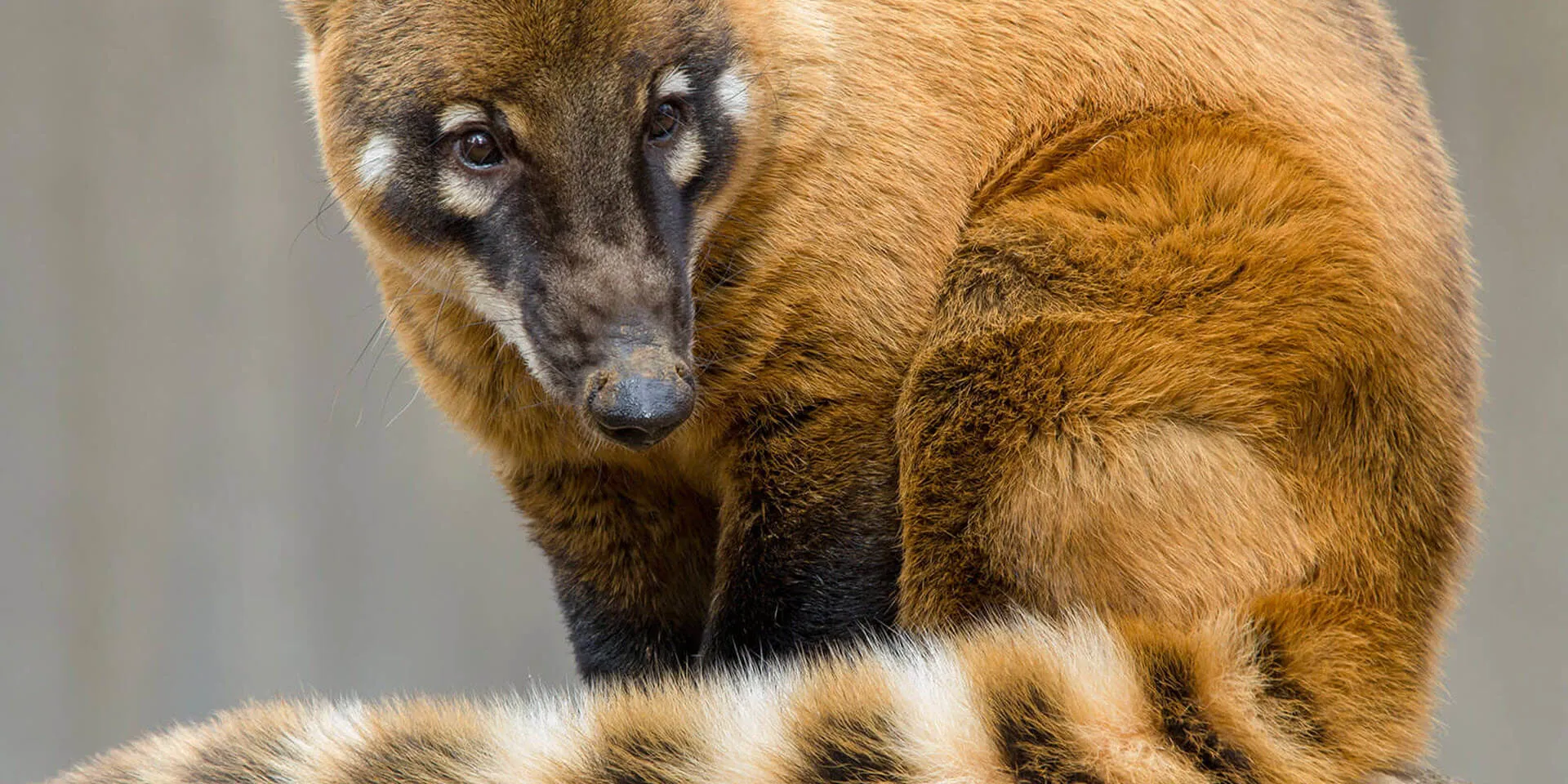 Coati Animal Feed Experience