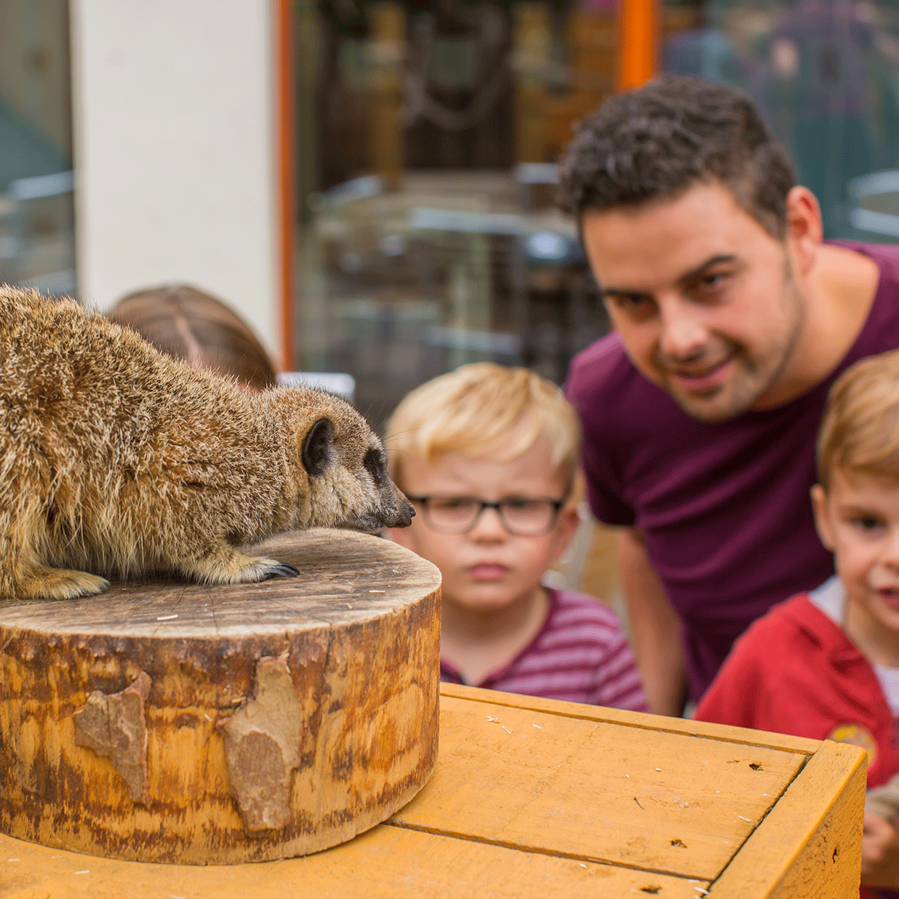 Animal Meet And Greets Chessington Hotels