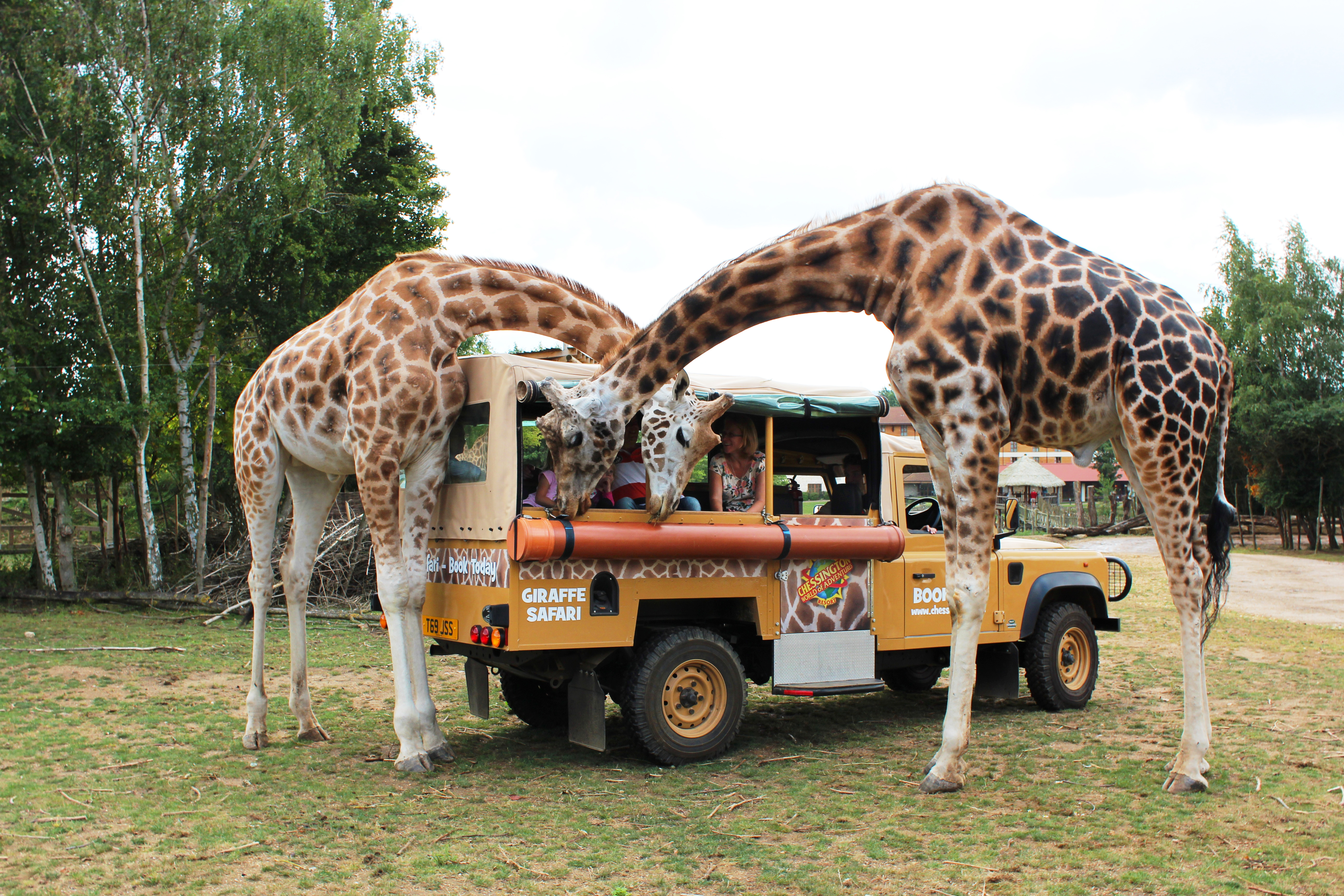 Giraffe safari