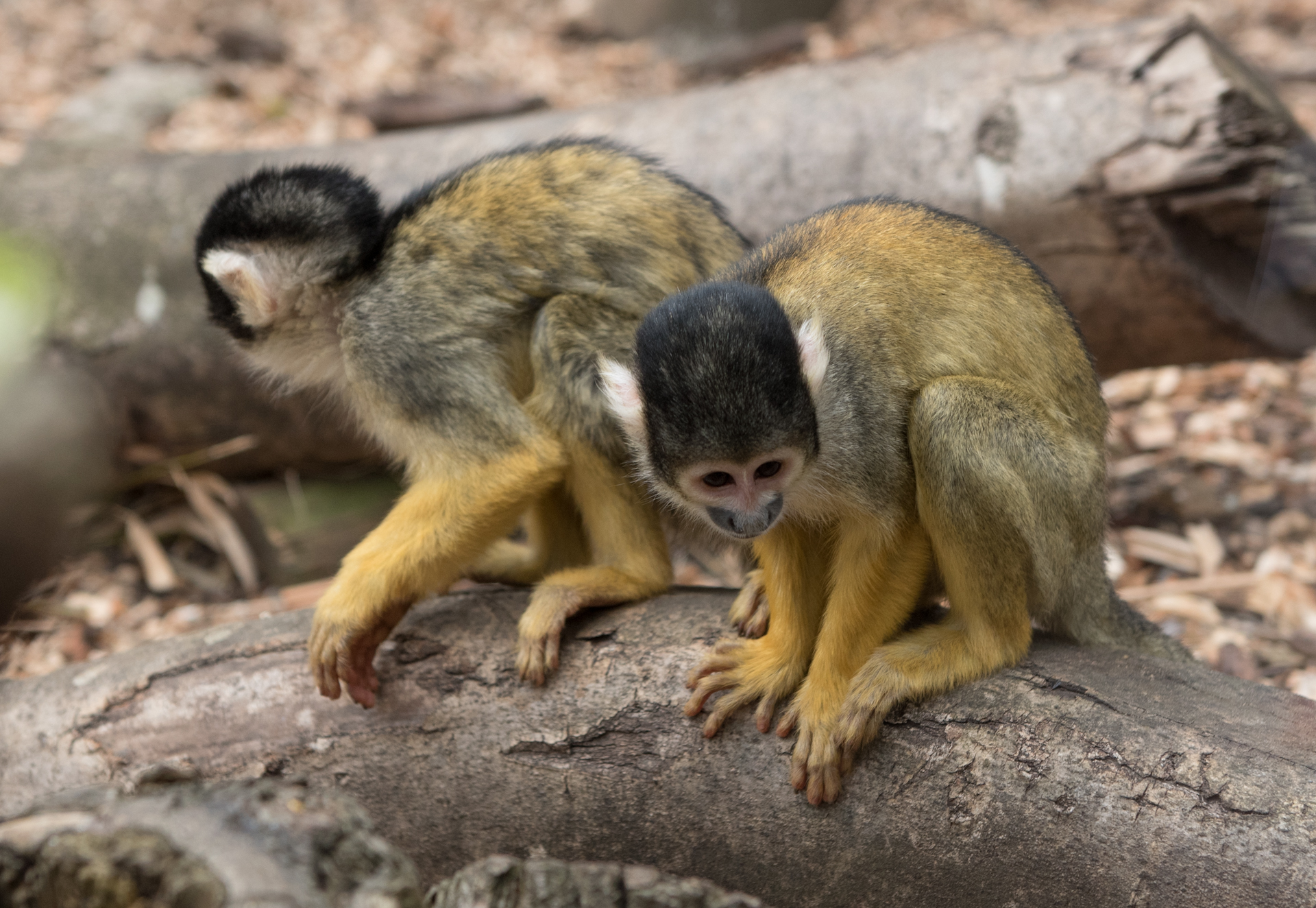 Bolivian Squirrel Monkey (2)